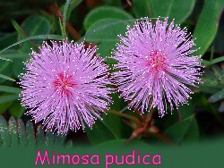 Mimosa pudica
